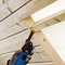 Starlock max Klinge für Holz WOODline